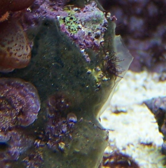 sponge.jpg